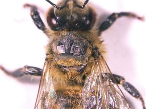 rfid tags bees|bee radio frequency identification.